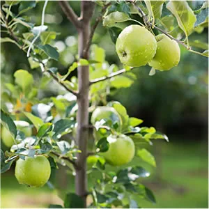 An Granny Smith Apple Tree